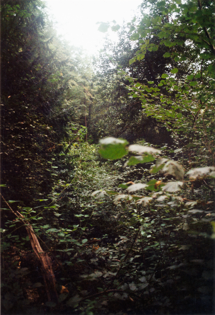 green-forest-david-gabriel-fischer