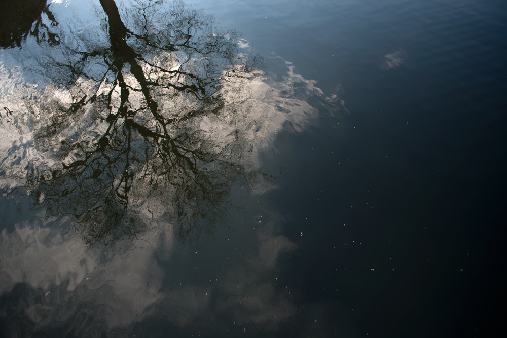 water-tree-david-gabriel-fischer-zen-diary